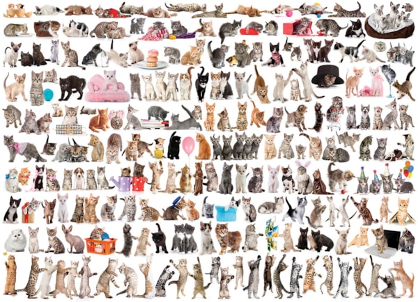 EUROGRAPHICS: World of Cats: 1000 Piece Puzzle
