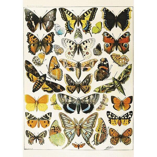Piatnik: Millot's Butterflies and Moths: 1000 Piece Puzzle