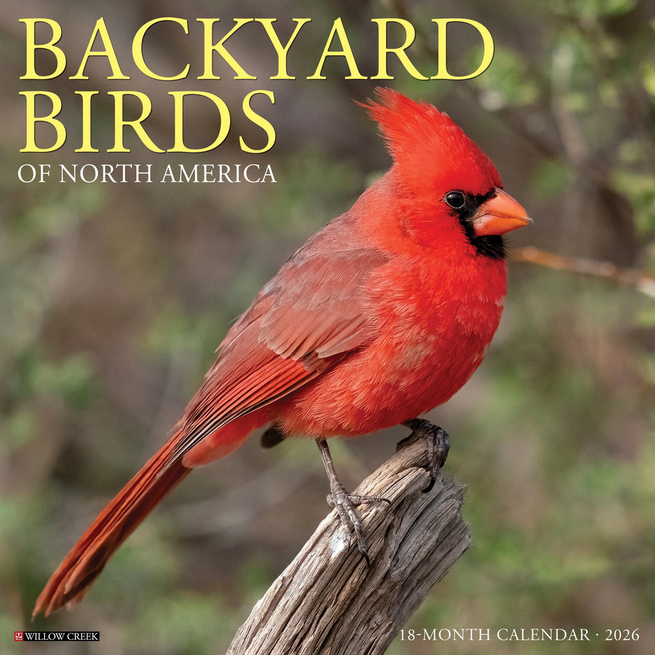 Willow Creek: Backyard Birds of North America: 2026 12 x 12 Wall Calendar