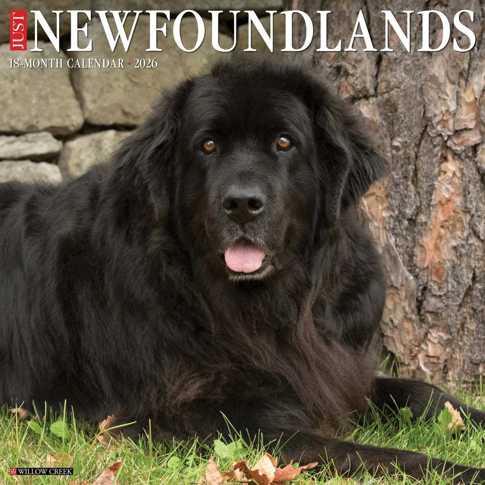 Willow Creek: Newfoundlands: 2026 12 x 12 Wall Calendar