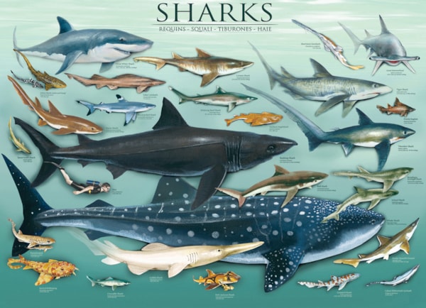 EUROGRAPHICS: Sharks: 1000 Piece Puzzle