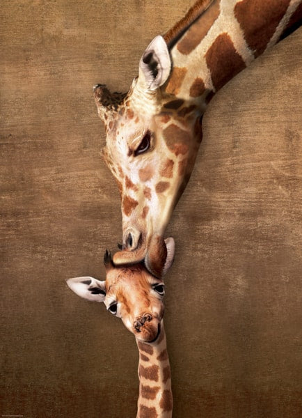 EUROGRAPHICS: Giraffe Mothers Kiss: 1000 Piece Puzzle
