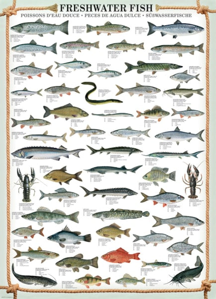 EUROGRAPHICS: Freshwater Fish: 1000 Piece Puzzle