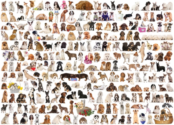 EUROGRAPHICS: World of Dogs: 1000 Piece Puzzle