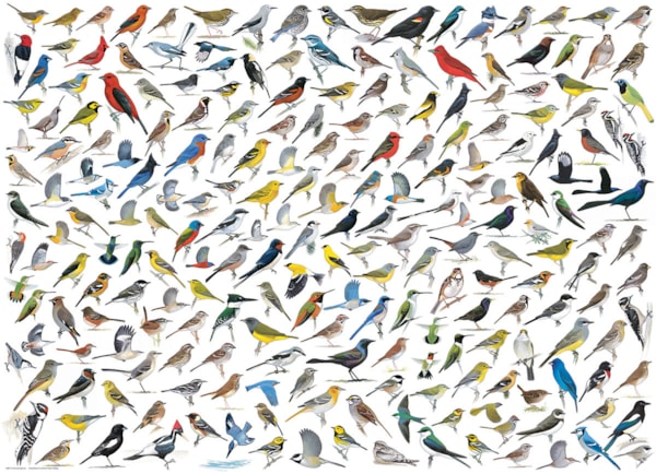 EUROGRAPHICS: The World of Birds: 1000 Piece Puzzle