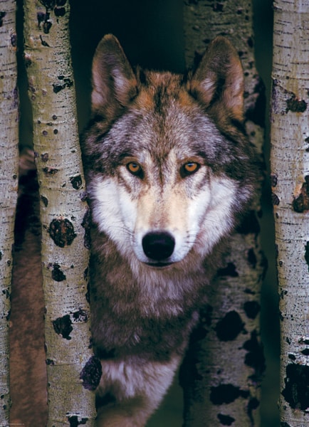 EUROGRAPHICS: Gray Wolf: 1000 Piece Puzzle
