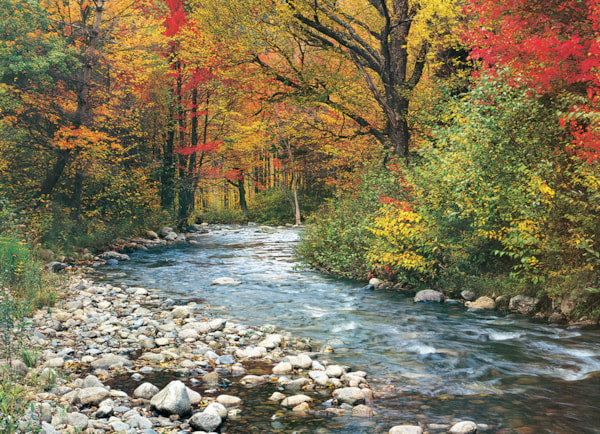 EUROGRAPHICS: Forest Stream: 1000 Piece Puzzle