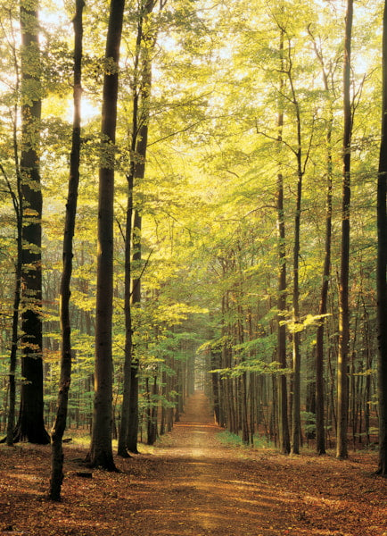 EUROGRAPHICS: Forest Path: 1000 Piece Puzzle