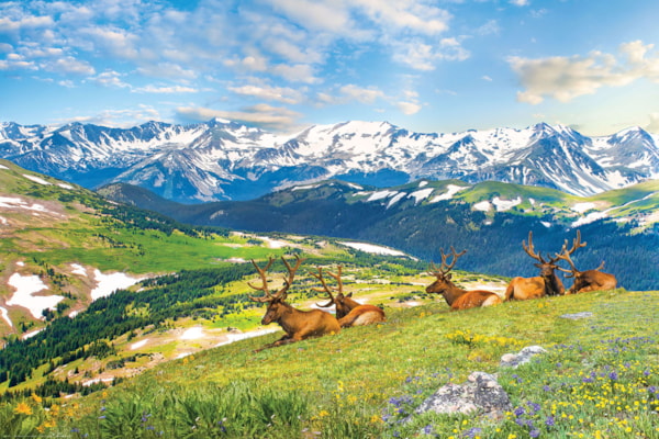 EUROGRAPHICS: Mountain Elks: 1000 Piece Puzzle