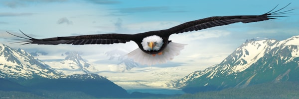 EUROGRAPHICS: Eagle: 1000 Piece Panoramic Puzzle