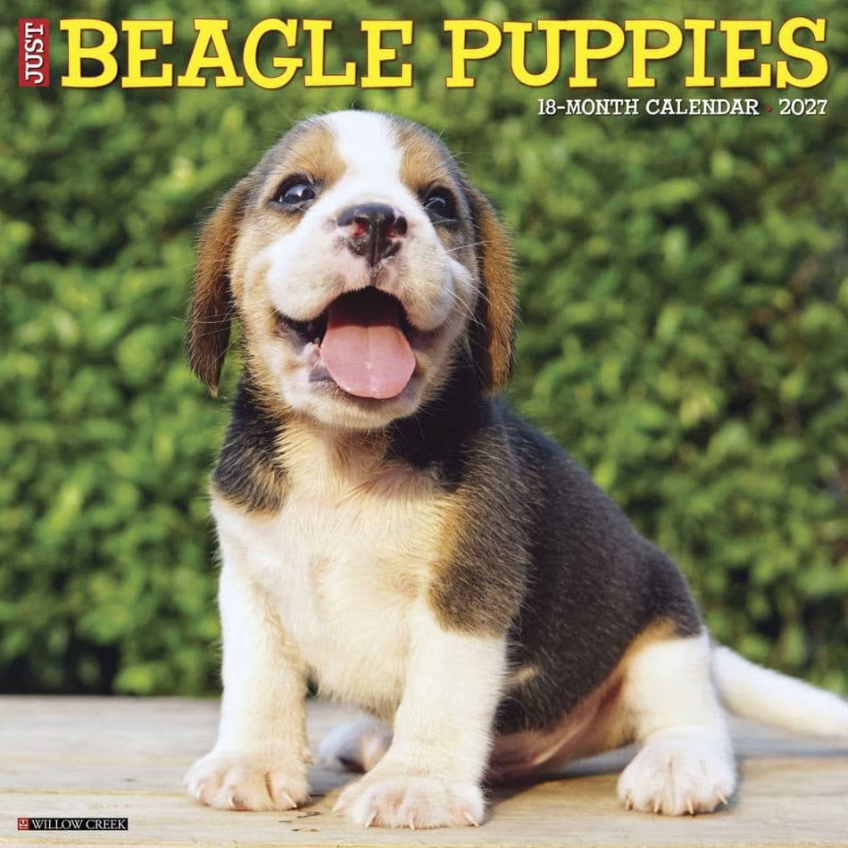 Beagle Puppies - 2027 Wall Calendar | Willow Creek Press
