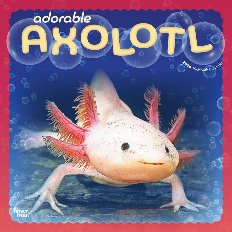 Browntrout: Adorable Axolotl: 2026 12 x 24 Inch (Hanging) Monthly Square Wall Calendar | Plastic-Free