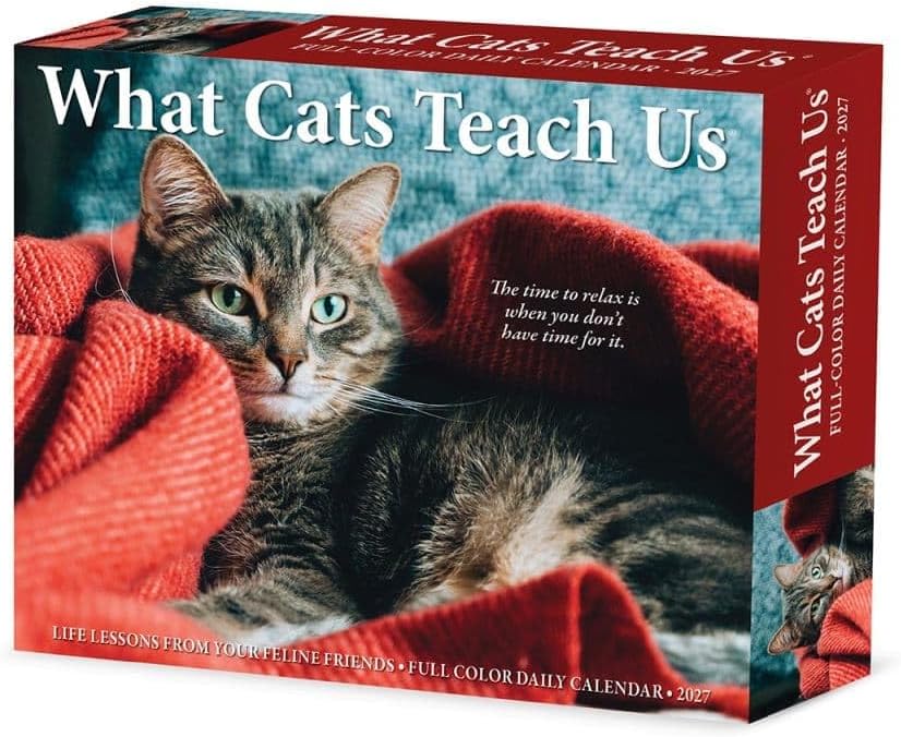 What Cats Teach Us - 2027 Box Calendar | Willow Creek Press