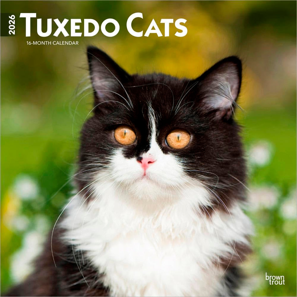 Browntrout: Tuxedo Cats: 2026 12 x 24 Inch (Hanging) Monthly Square Wall Calendar