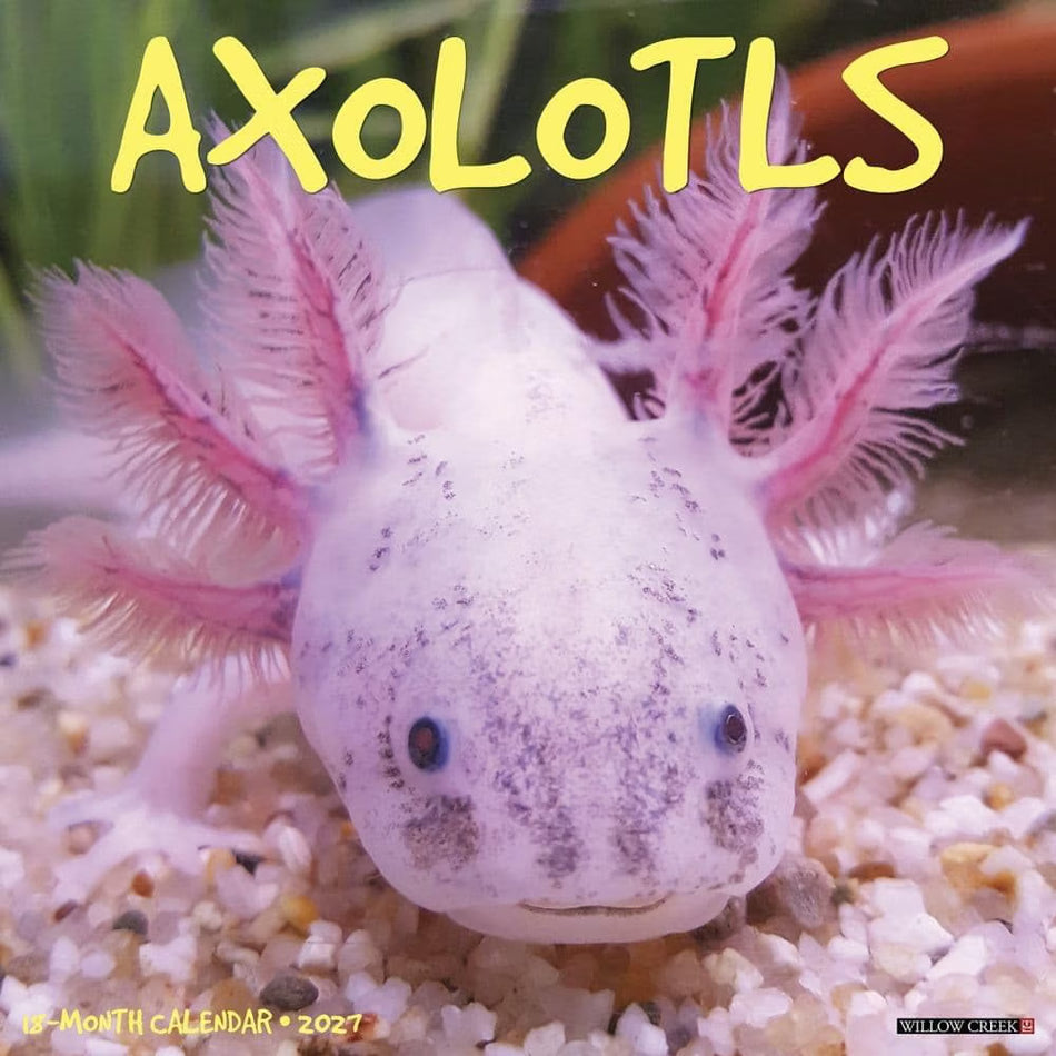 Axolotls - 2027 Wall Calendar | Willow Creek Press