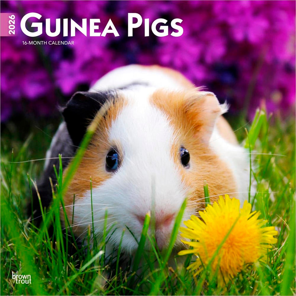 Browntrout: Guinea Pigs: 2026 12 x 24 Inch (Hanging) Monthly Square Wall Calendar | Plastic-Free