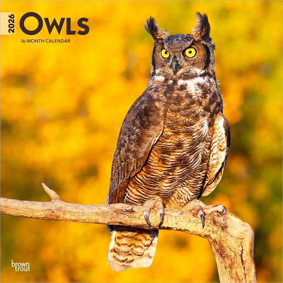 Browntrout: Owls: 2026 12 x 24 Inch (Hanging) Monthly Square Wall Calendar