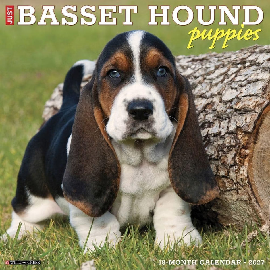 Basset Hound Puppies - 2027 Wall Calendar | Willow Creek Press