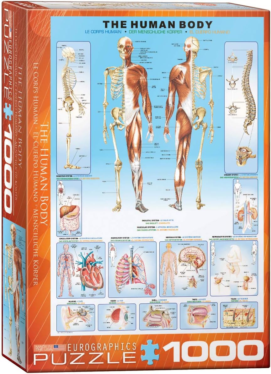 Eurographics 1000-piece vertical jigsaw Puzzle box featuring illustrations of the human body and skeleton