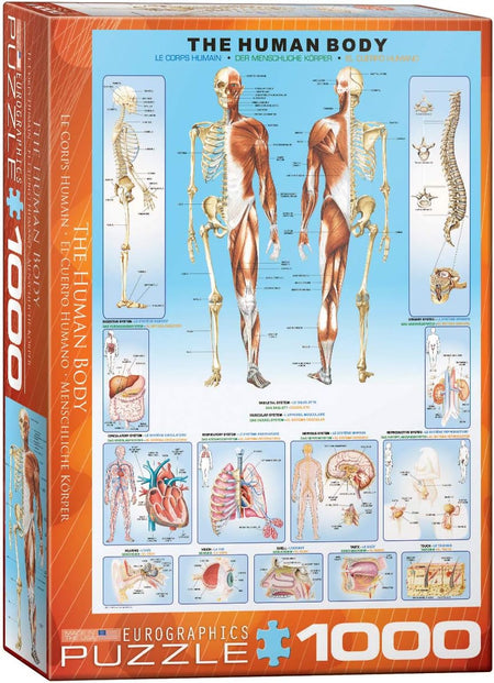 Eurographics 1000-piece vertical jigsaw Puzzle box featuring illustrations of the human body and skeleton