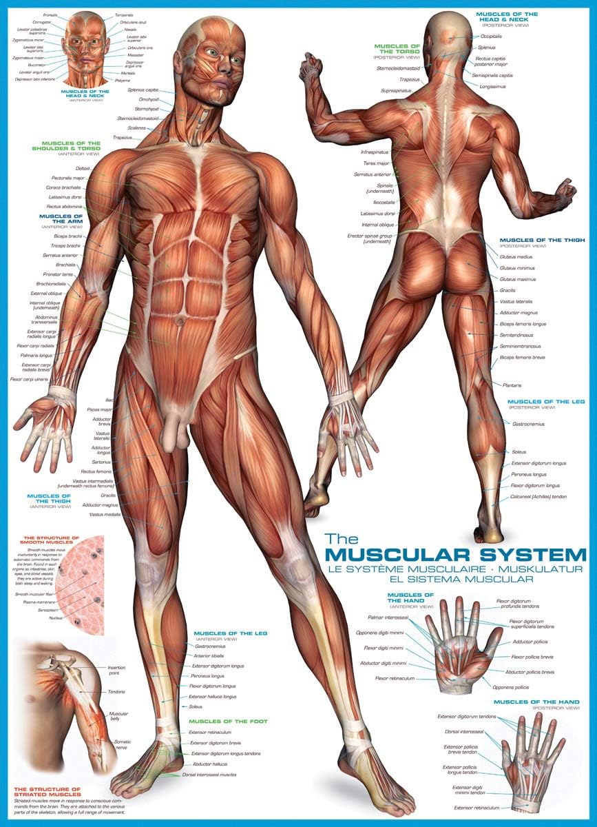 EUROGRAPHICS: Muscular System: 1000 Piece Puzzle