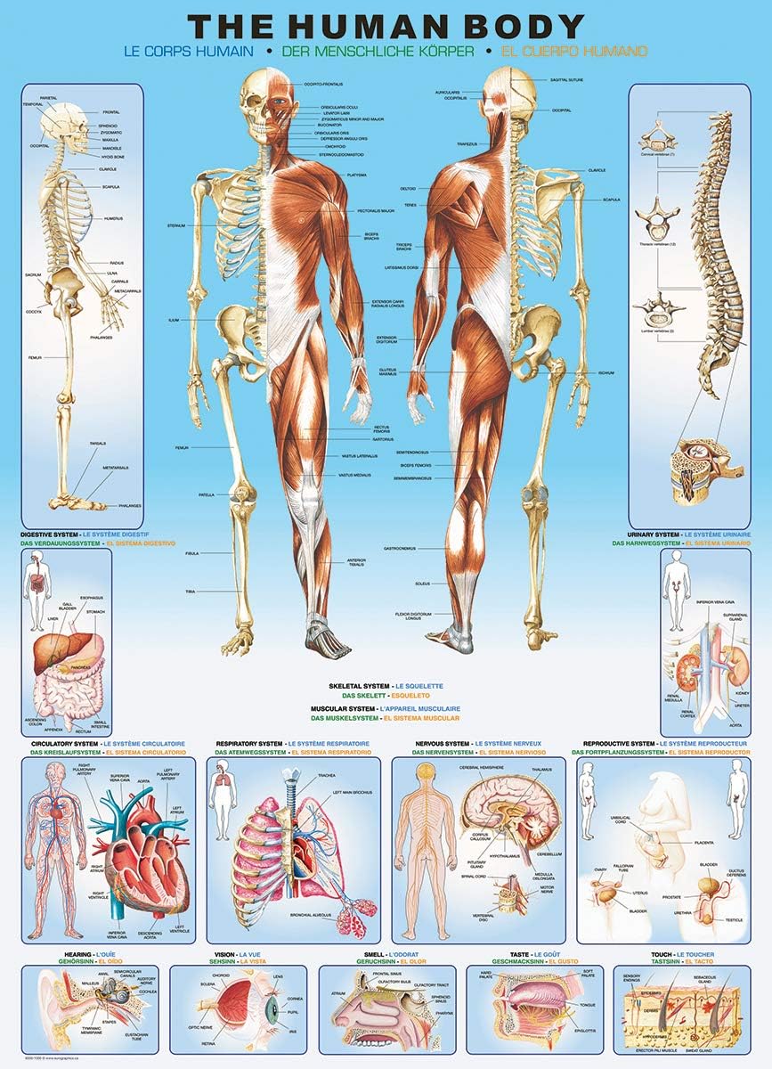 EUROGRAPHICS: The Human Body: 1000 Piece Puzzle