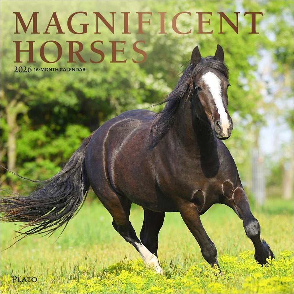 Browntrout: Magnificent Horses: 2026 12 x 24 Inch (Hanging) Monthly Square Wall Calendar | Foil Stamped Cover | Plato