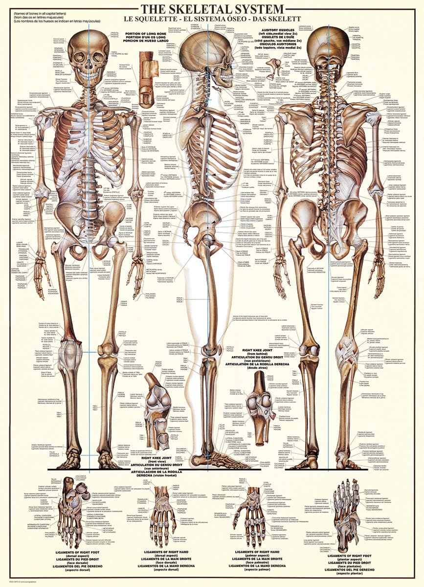 EUROGRAPHICS: The Skeletal System: 1000 Piece Puzzle