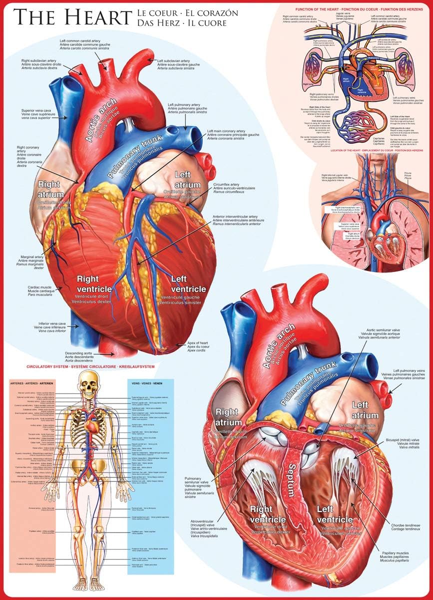 EUROGRAPHICS: The Heart: 1000 Piece Puzzle