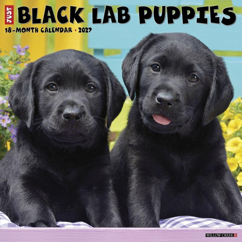 Just Black Lab Puppies - 2027 Wall Calendar | Willow Creek Press
