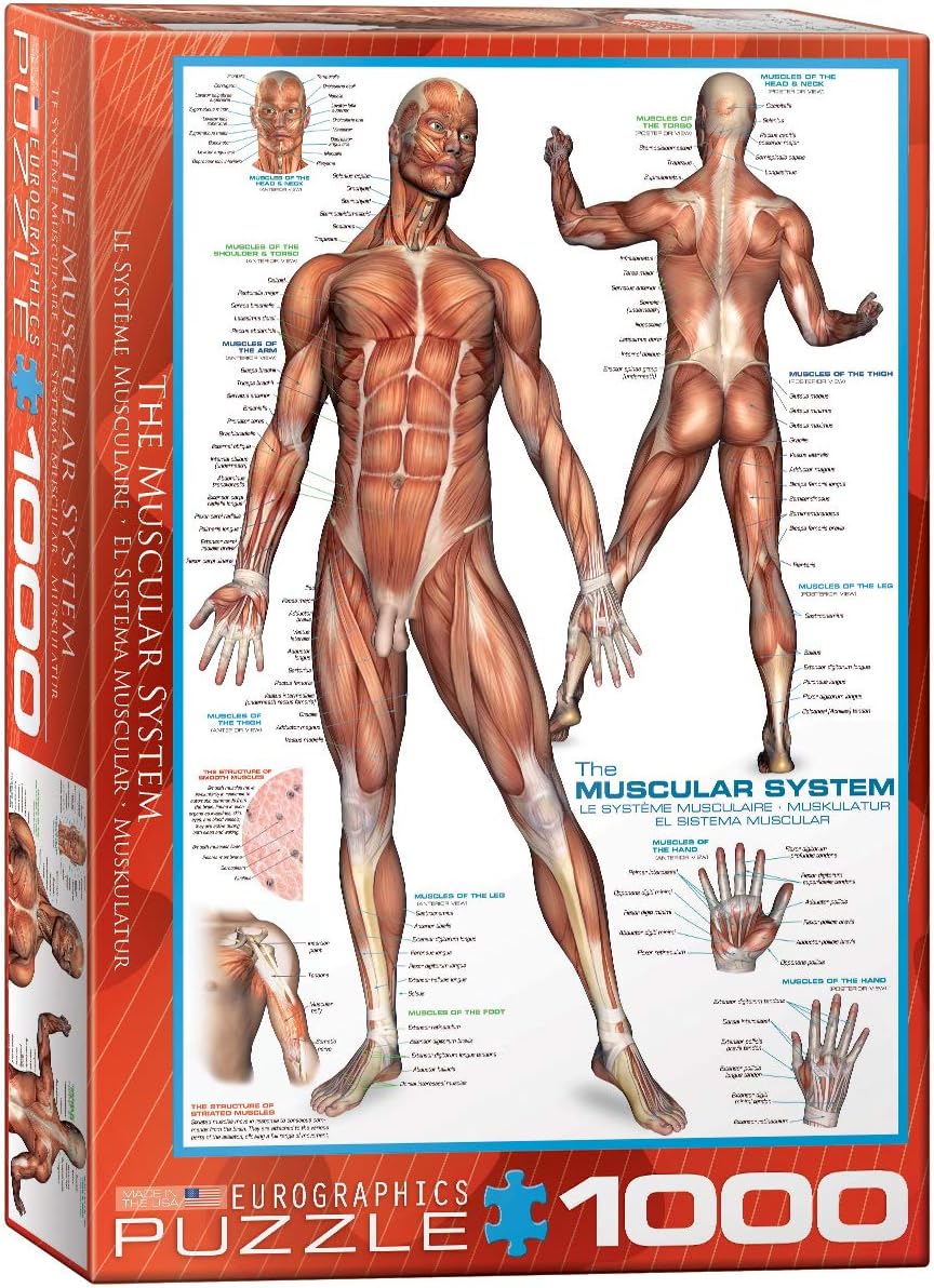 Eurographics 1000-piece vertical jigsaw Puzzle box featuring illustrations of the muscular system 