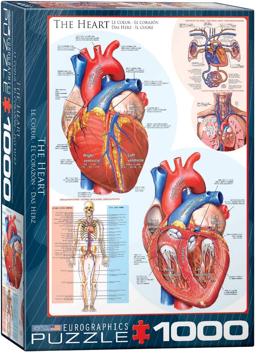 Eurographics 1000-piece jigsaw puzzle box featuring illustrations of the human heart