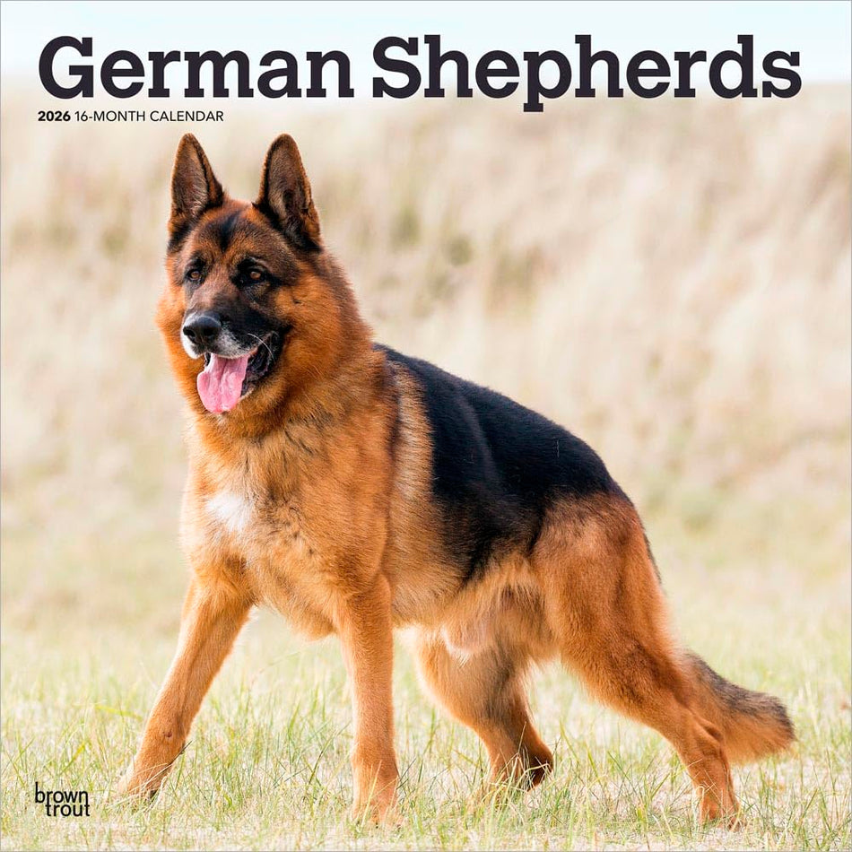 Browntrout: German Shepherds: 2026 12 x 24 Inch (Hanging) Monthly Square Wall Calendar | Plastic-Free