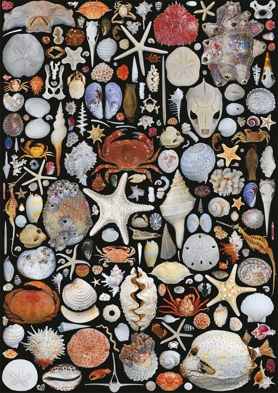 Piatnik: Seaside Goods: 1000 Piece Puzzle