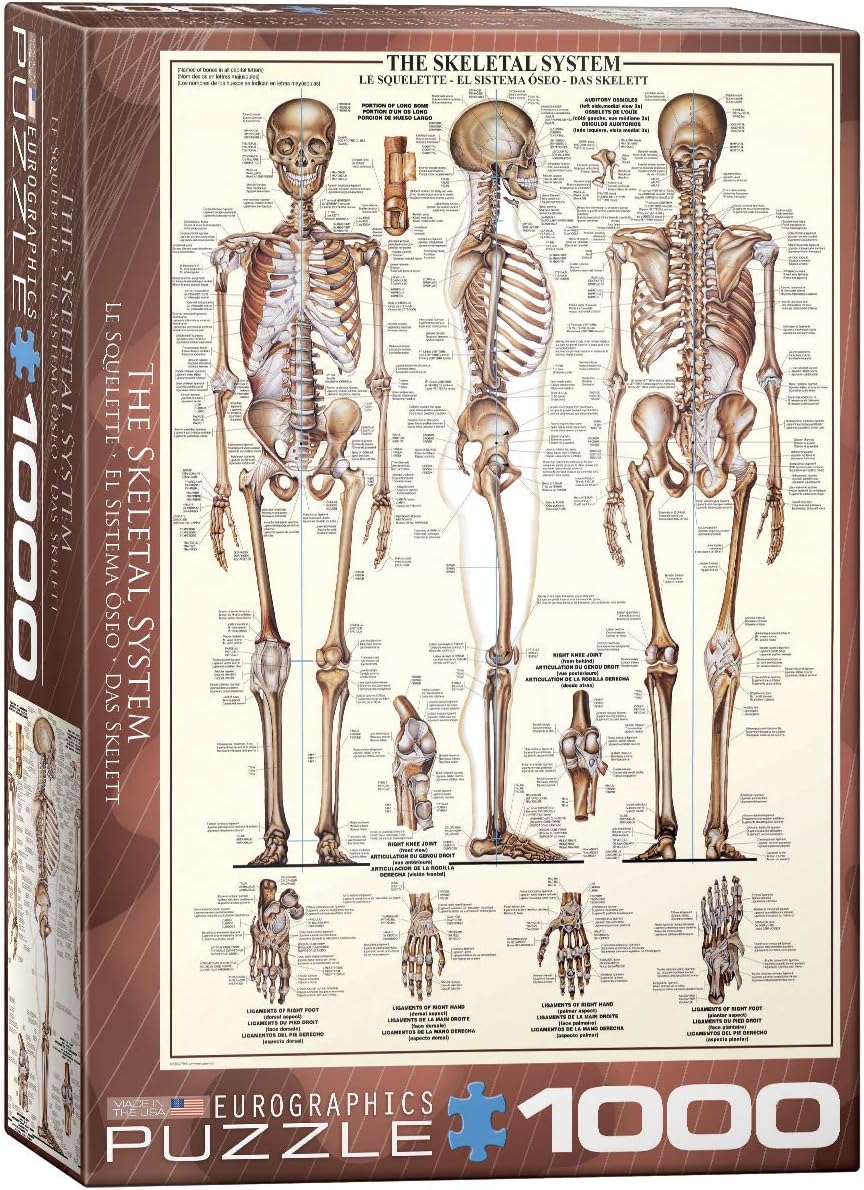 1000-piece vertical jigsaw Puzzle box featuring an illustration of the skeletal system with Eurographics branding.