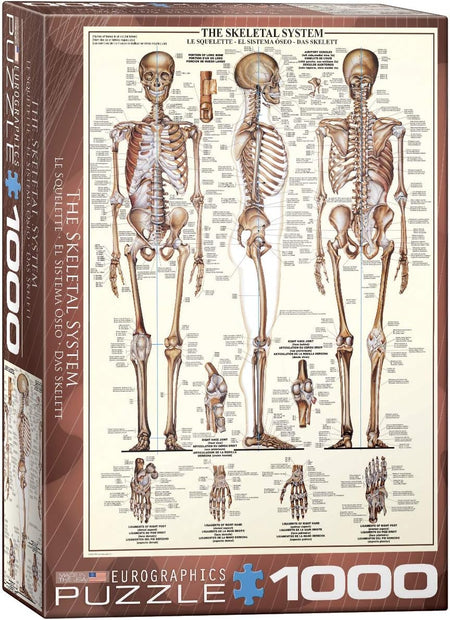 1000-piece vertical jigsaw Puzzle box featuring an illustration of the skeletal system with Eurographics branding.