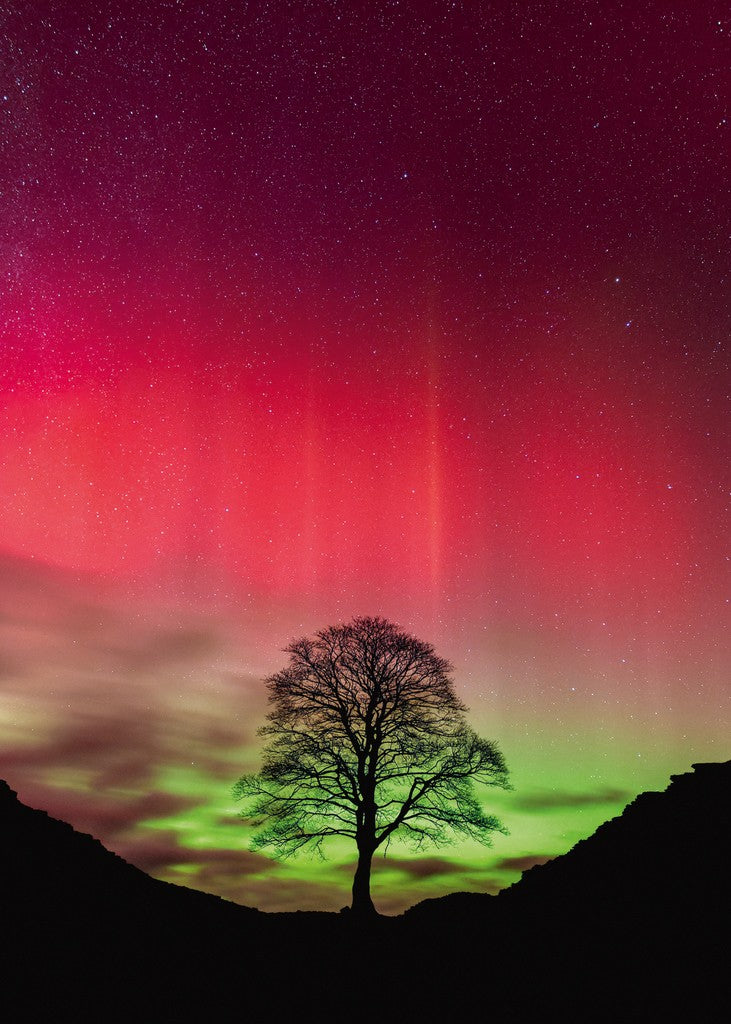 A heye 1000-piece jigsaw puzzle depicting a Tree silhouette against a vibrant Northern Lights sky with pink and green hues.