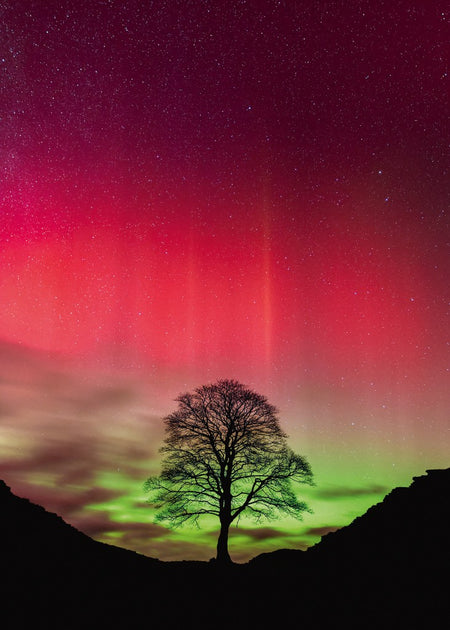 A heye 1000-piece jigsaw puzzle depicting a Tree silhouette against a vibrant Northern Lights sky with pink and green hues.