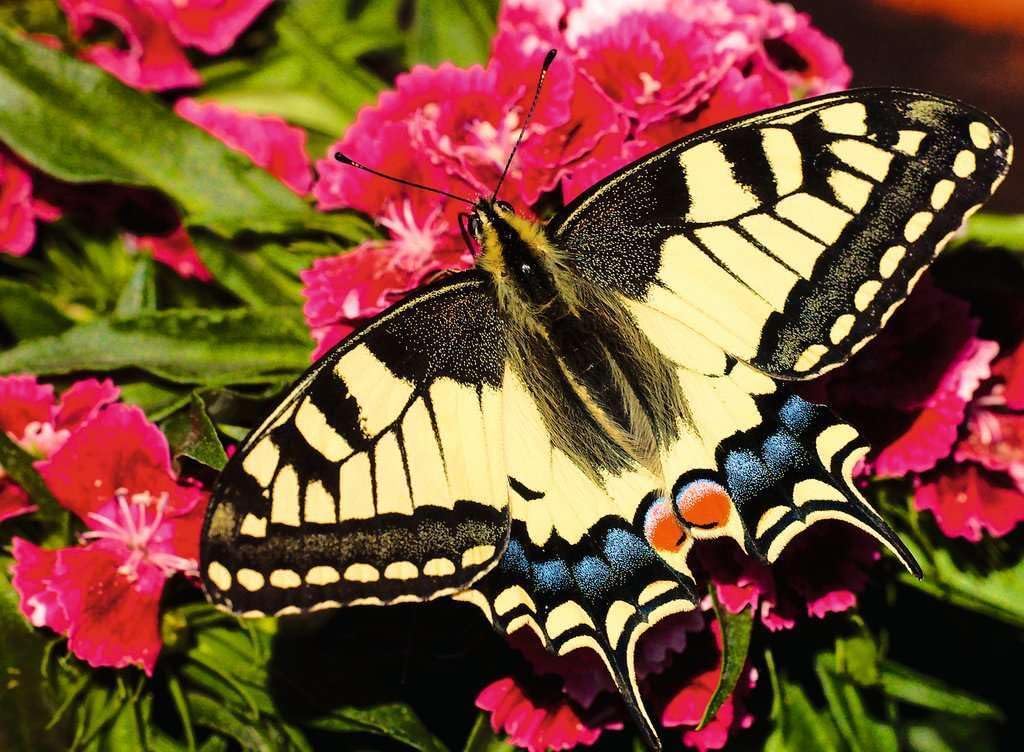 ravensburger butterfly jigsaw puzzle of a Butterfly on pink flowers with green leaves