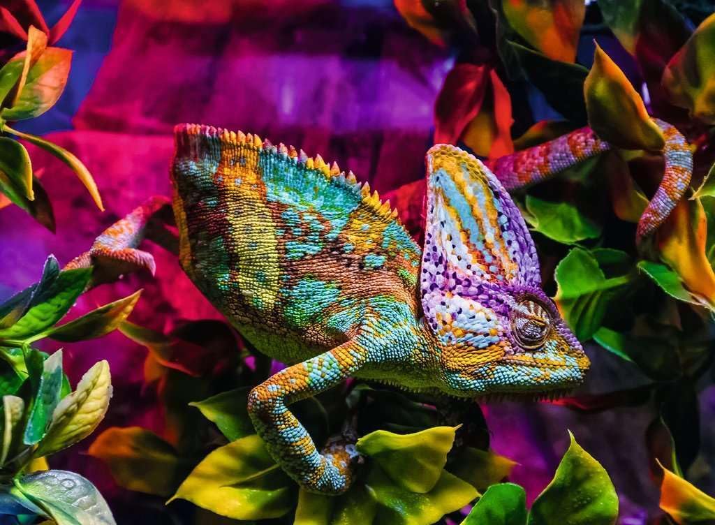 ravensburger chameleon jigsaw puzzle of a Colorful chameleon on a vibrant background