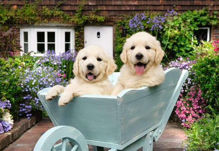 ravensburger golden retriever jigsaw puzzle of Two puppies in a wheelbarrow with flowers and a garden in the background