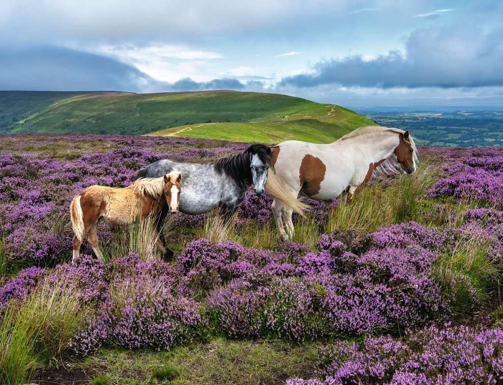 ravensburger horses in the heather jigsaw puzzle of three horses standing in a field of heather