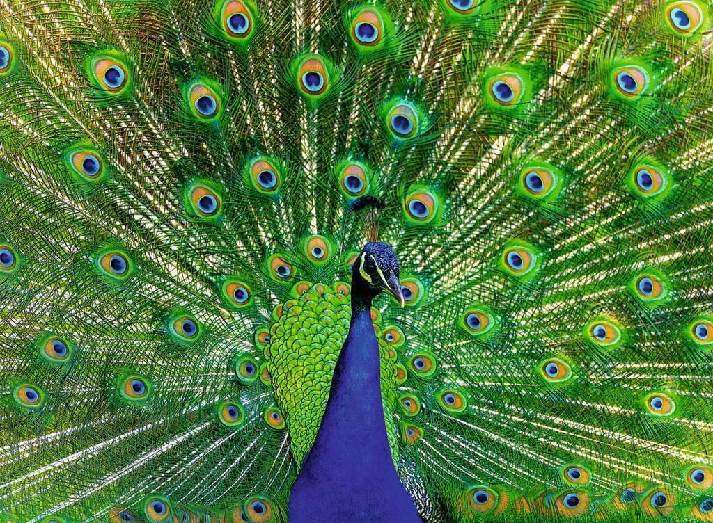 ravensburger peacock jigsaw puzzle featuring a Close-up of a peacock with its vibrant tail feathers