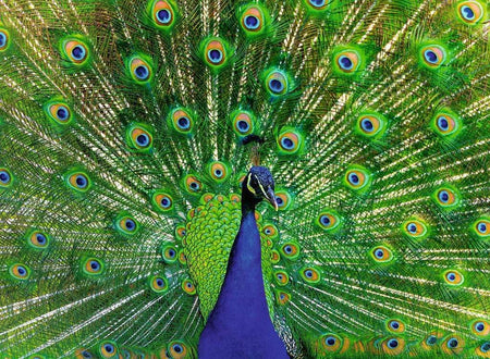 ravensburger peacock jigsaw puzzle featuring a Close-up of a peacock with its vibrant tail feathers