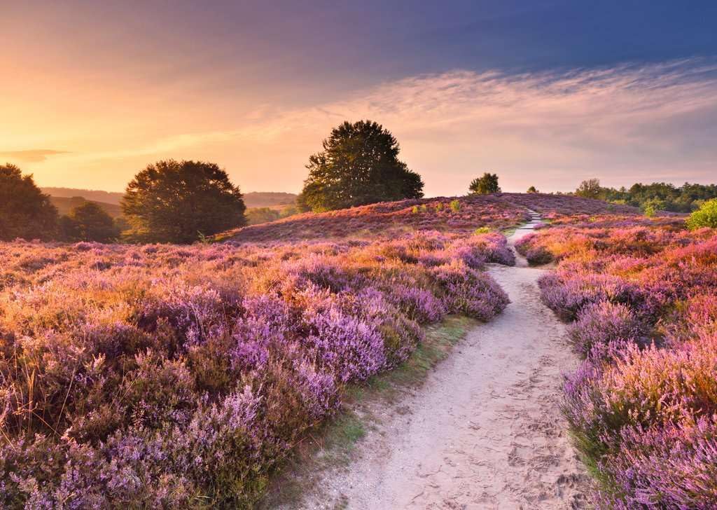 ravensburger pink pathway jigsaw puzzle of Pathway through a field of purple heather with a sunset sky.