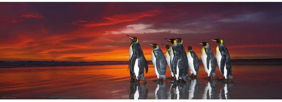 Heye: King Penguins: 1000 Piece Panoramic Puzzle