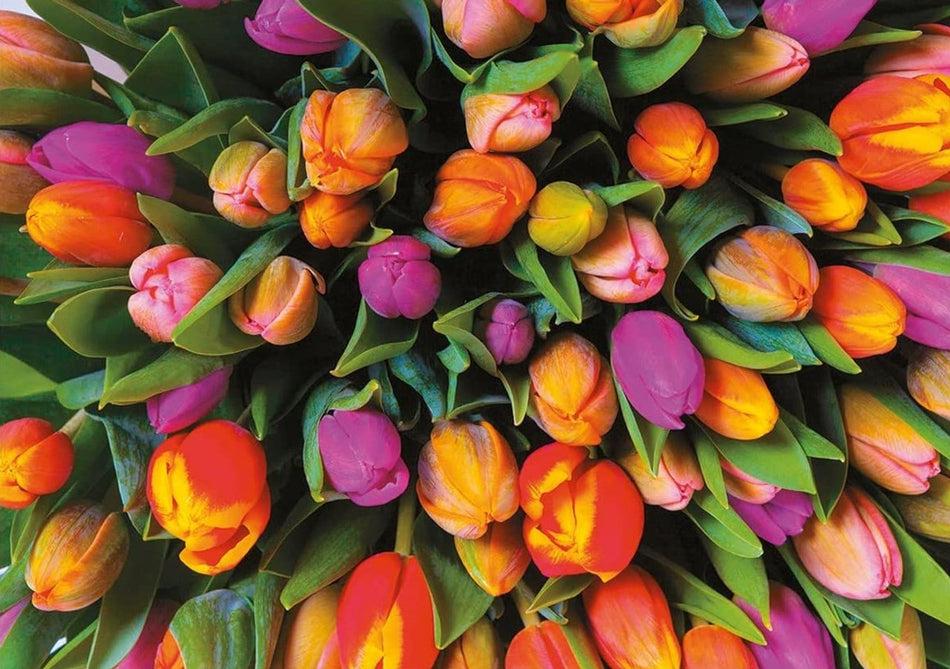 Piatnik: Tulips: 1000 Piece Puzzle