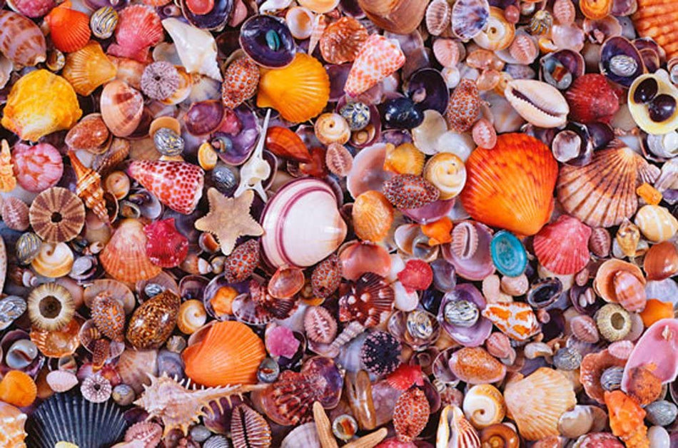 Piatnik: Seashells: 1000 Piece Puzzle