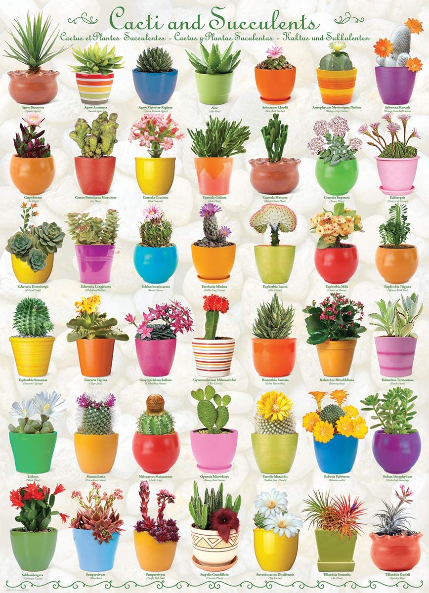 EuroGraphics: Cacti and Succulents: 1000 Piece Puzzle