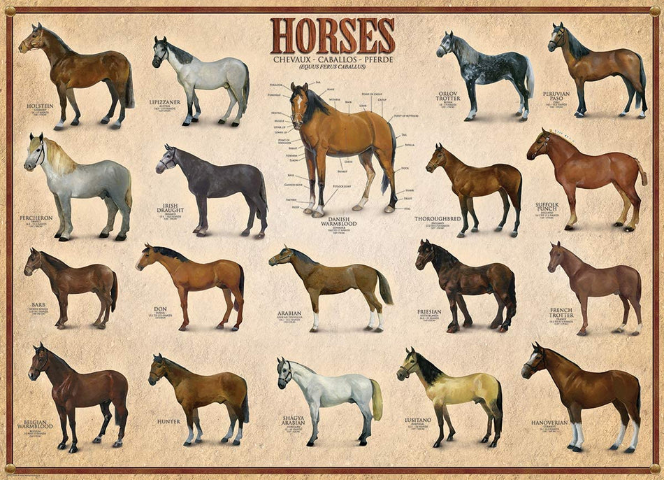 EuroGraphics: Horses: 1000 Piece Puzzle